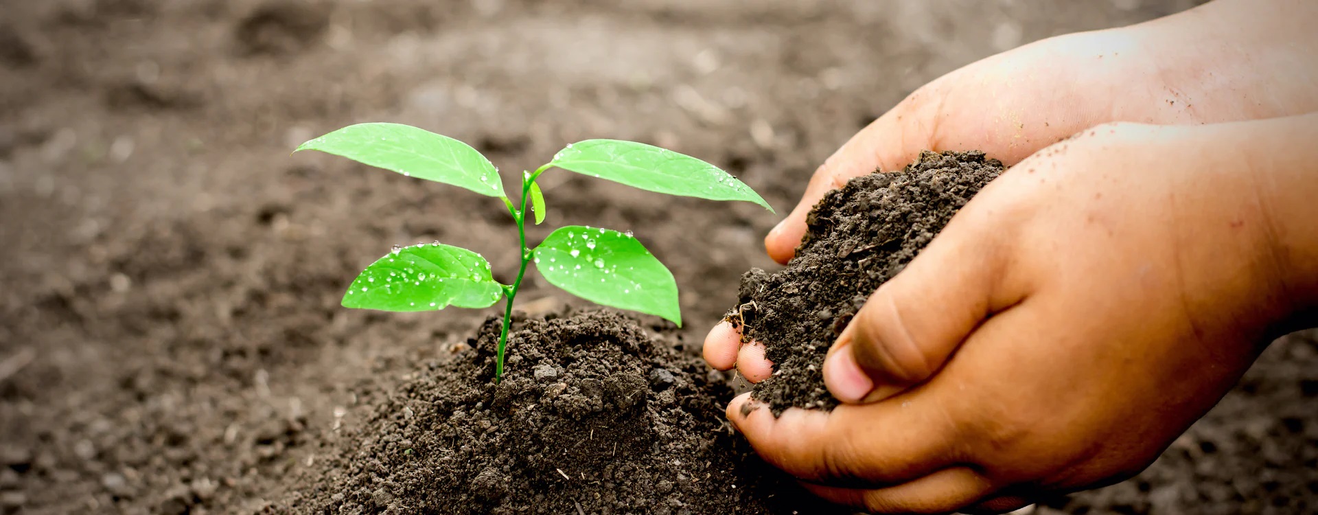 Coco Coir Pith Block