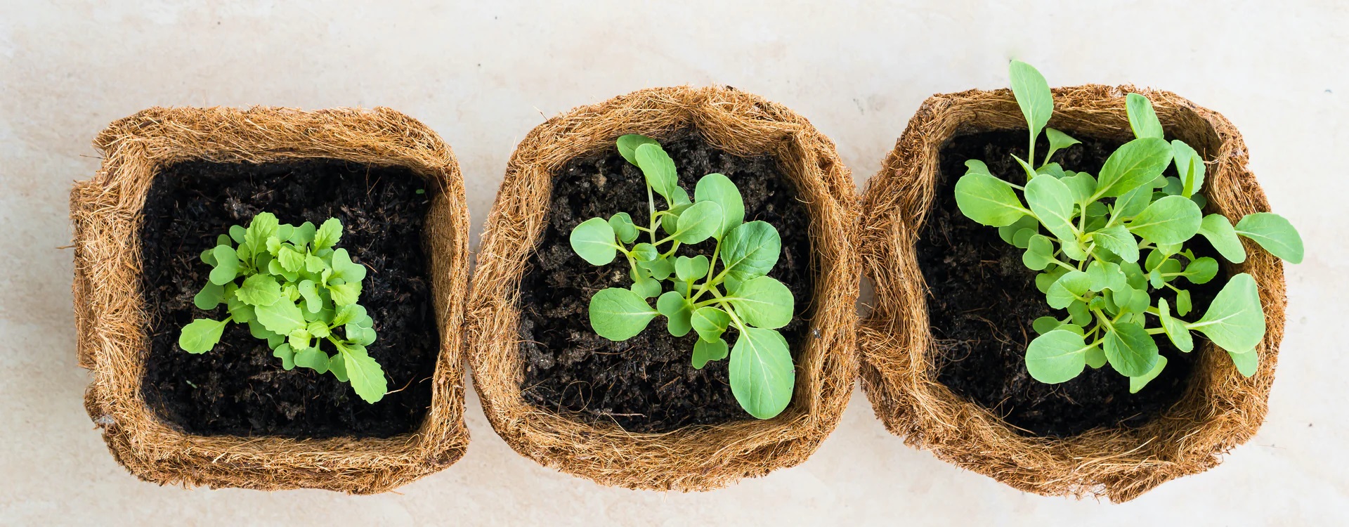 Coco Coir Pith Block