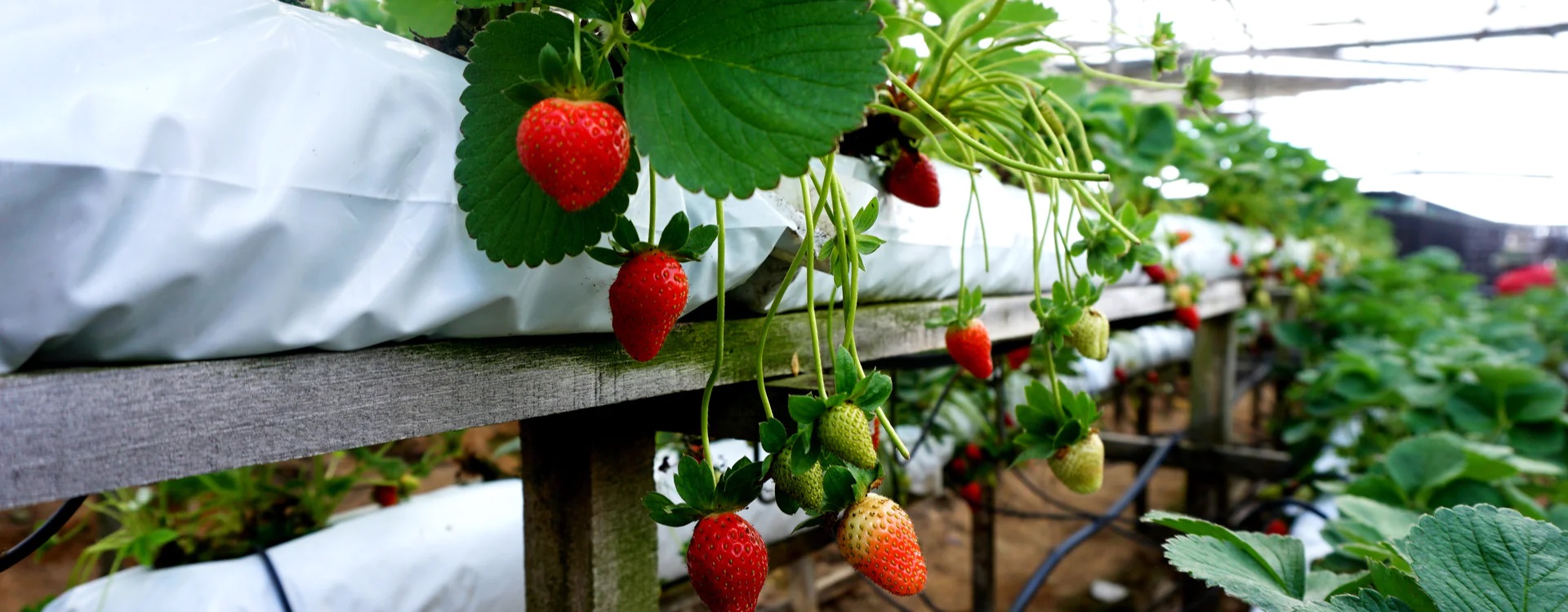 Coco Coir Pith Block